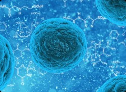 高分子质料